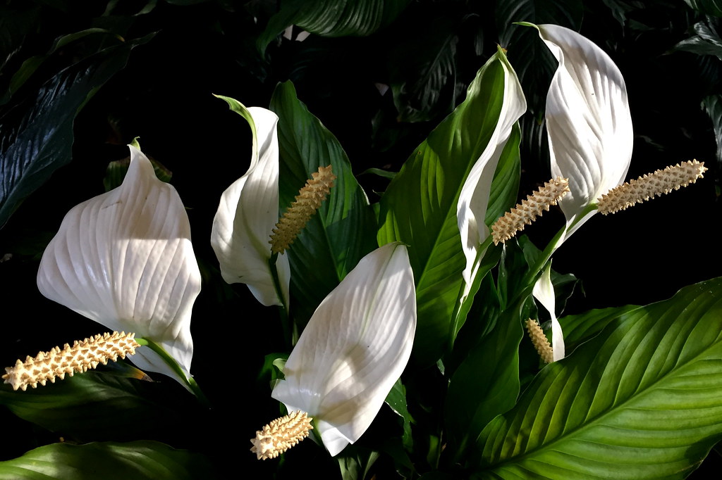 Peace Lilies (Spathiphyllum) for Romeo