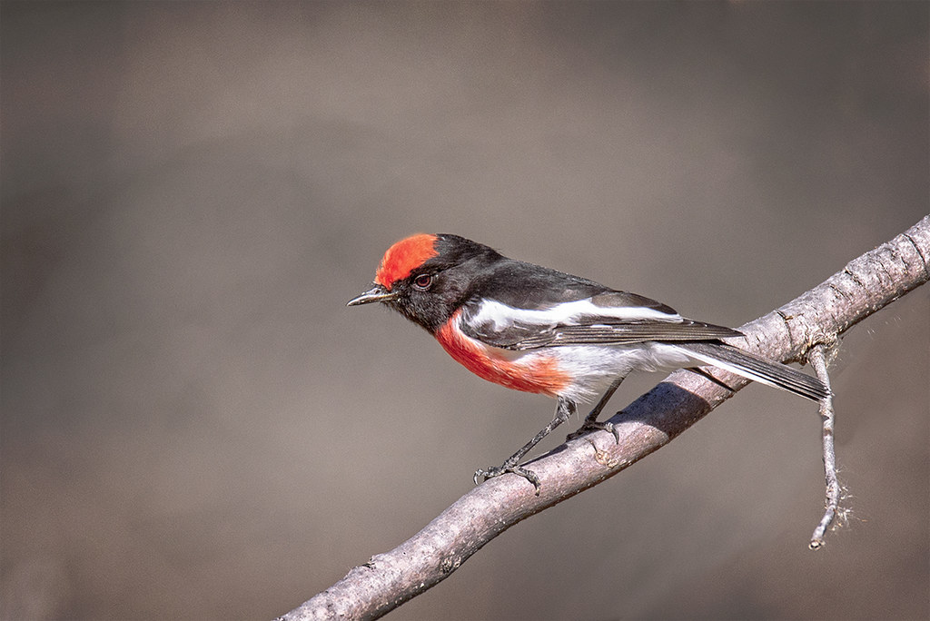 small bird series: ♂ red-capped robin