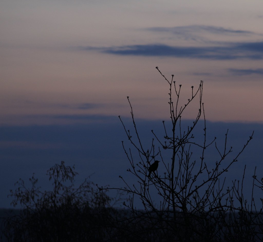 Blackbird