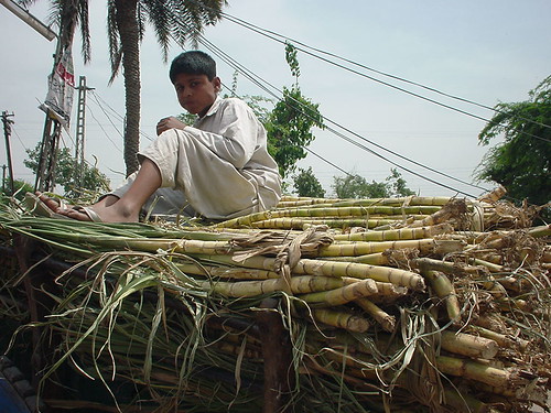 Sugarcane boy.JPG