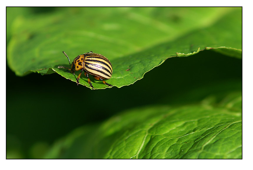 Leptinotarsa decemlineata