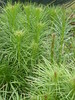 liatris.spicata (plume de kansas)