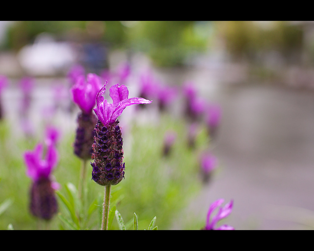 Lavender along a Damp City Street