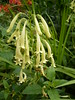 phygelius yellow trumpet (fuchsia du cap)