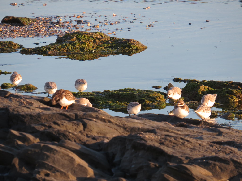 Ruddy Turnstone (Arenaria interpres), Ringed Plover (Charadrius hiaticula) and Sanderlings (Calidris alba).