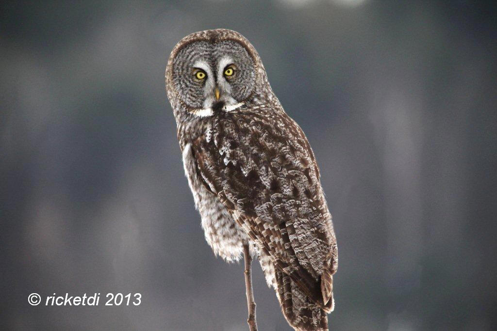 chouette lapone- great gray owl- strix nebulosa