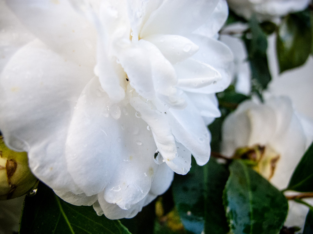 White Christmas