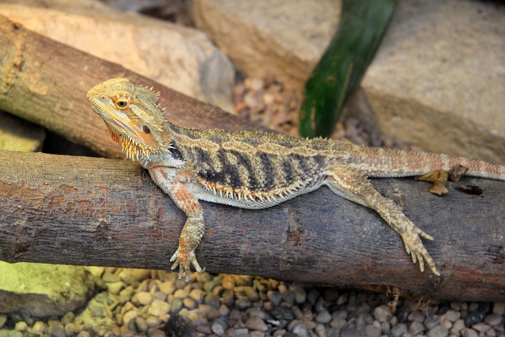 The Butterfly & Wildlife Park 01-09-2012