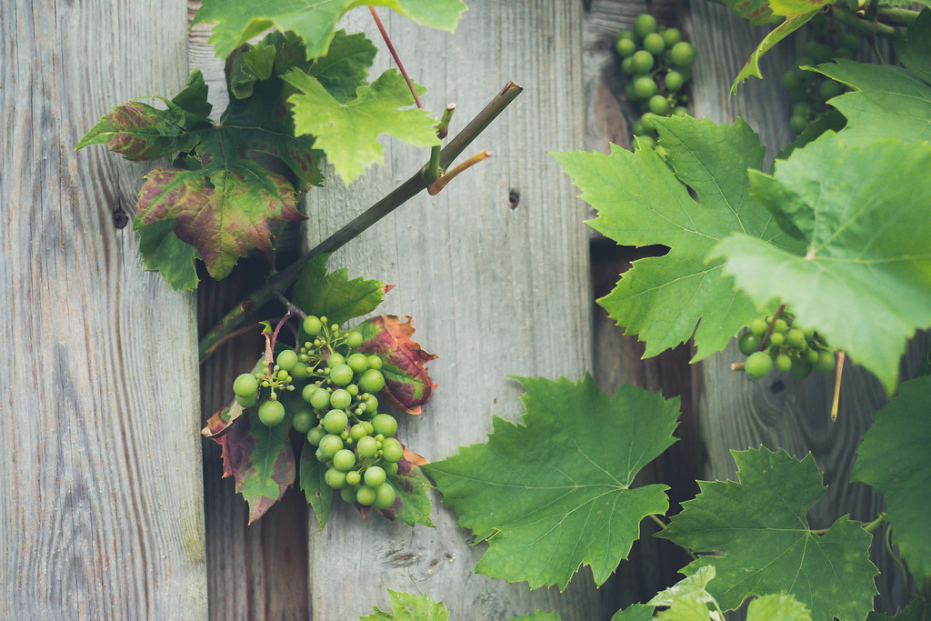 Escaping grapes