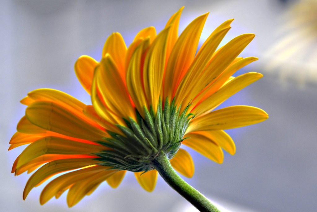 Gerbera