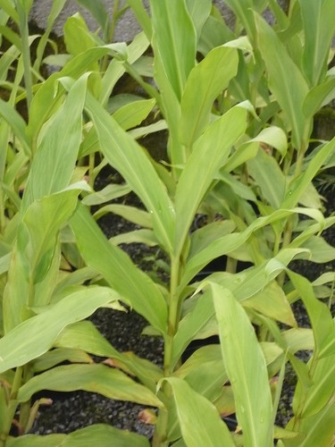 hedychium gardnerianum (gingembre ornemental)