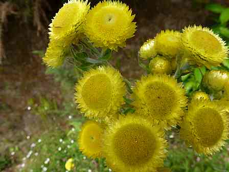Helichrysum foetidum (Immortelle puante)