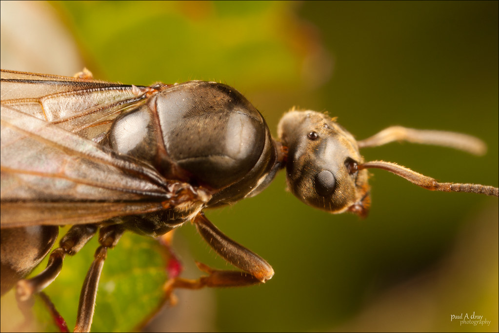 Flying Ant
