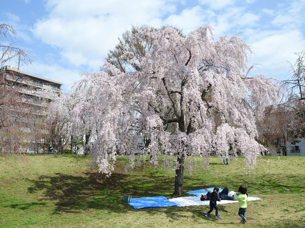 under the cherry blossom tree