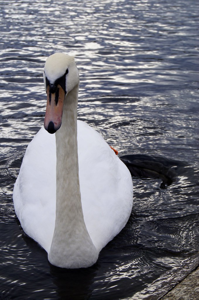 Kensington Swan