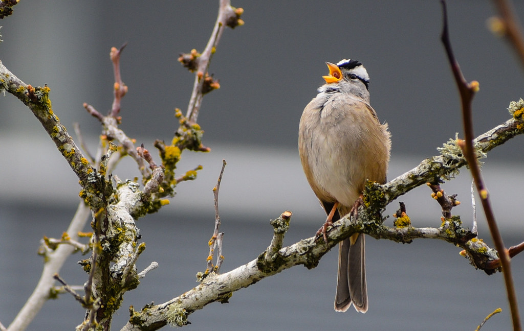 White-crowned Sparrow- Big things come in small packages