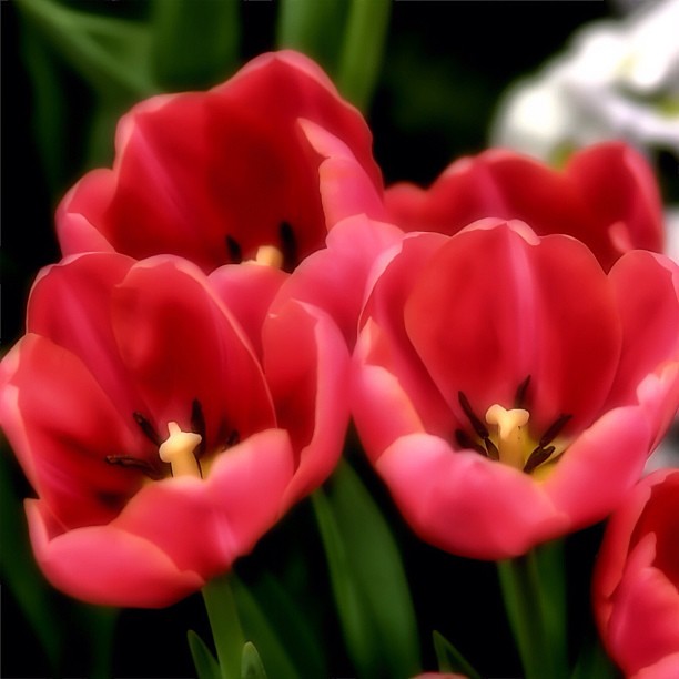 Amsterdam tulips