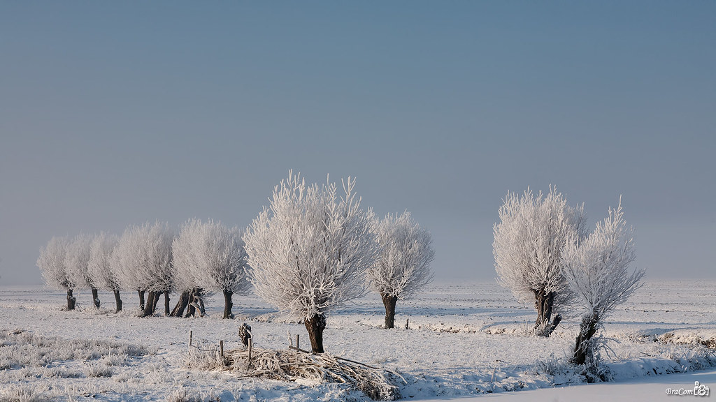 Winter Willows