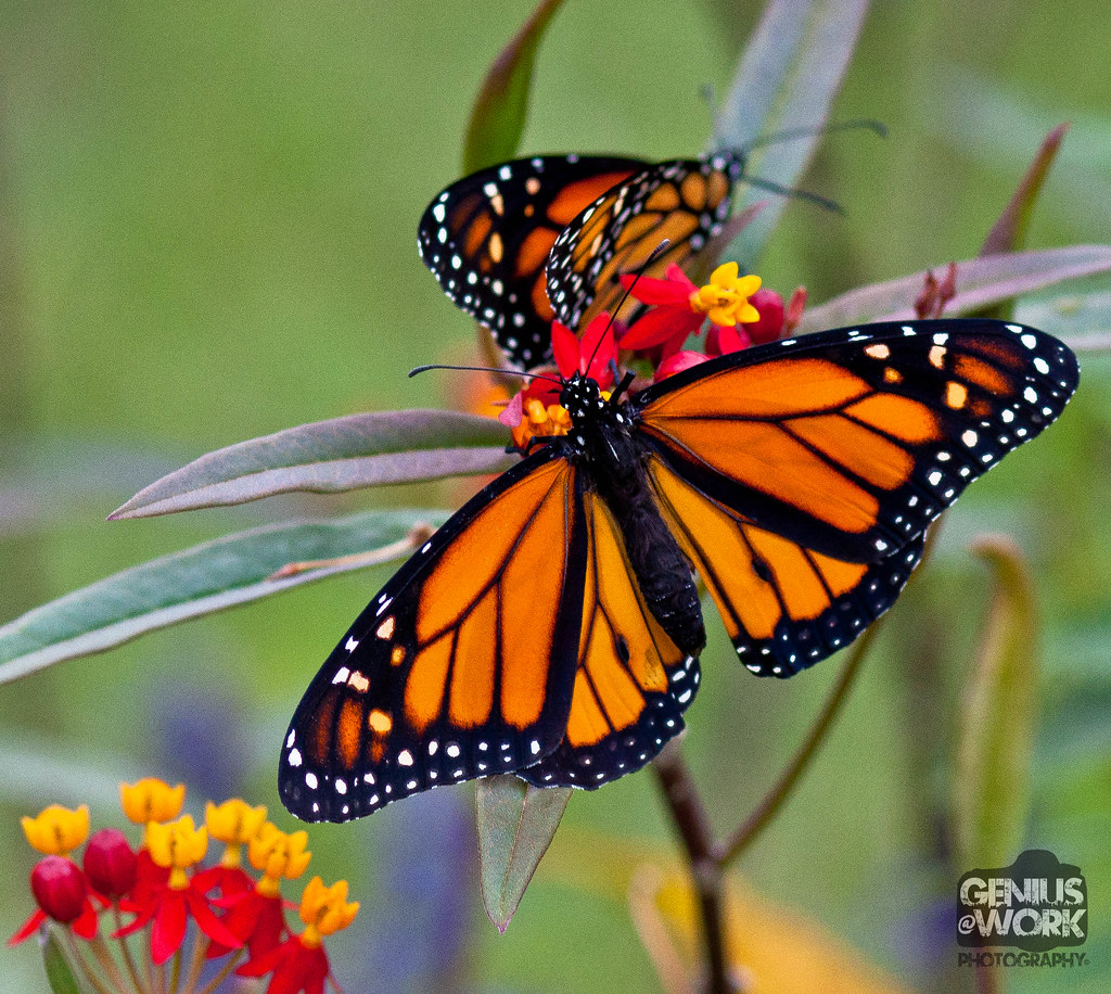 Monarch Butterflies