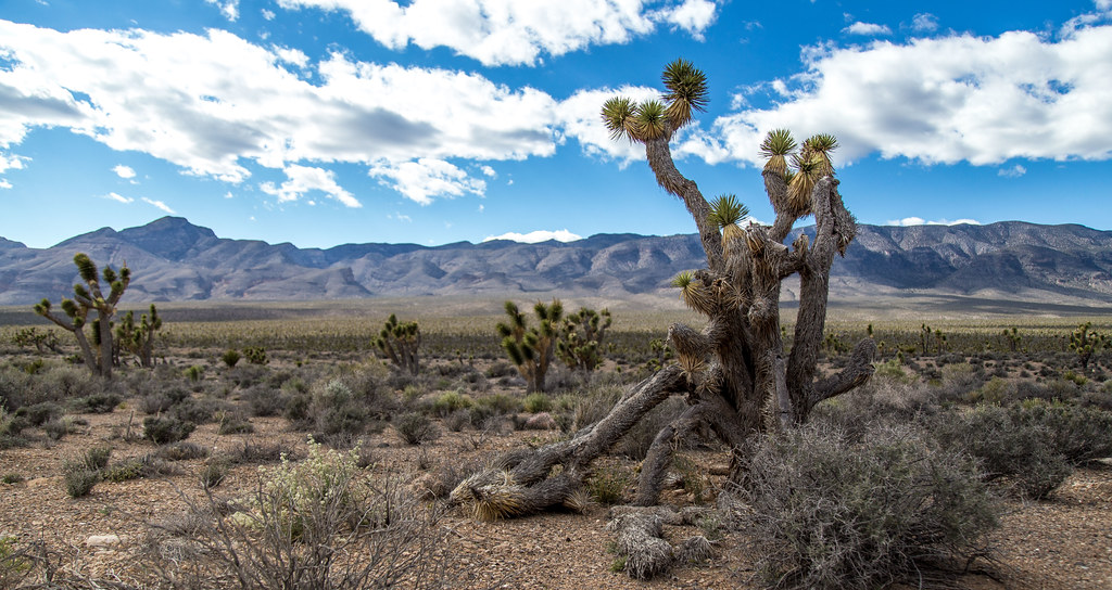 DNWR Joshua Tree