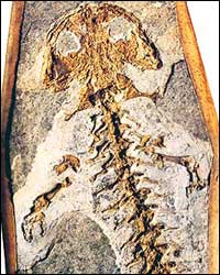 homo_diluvii_testis