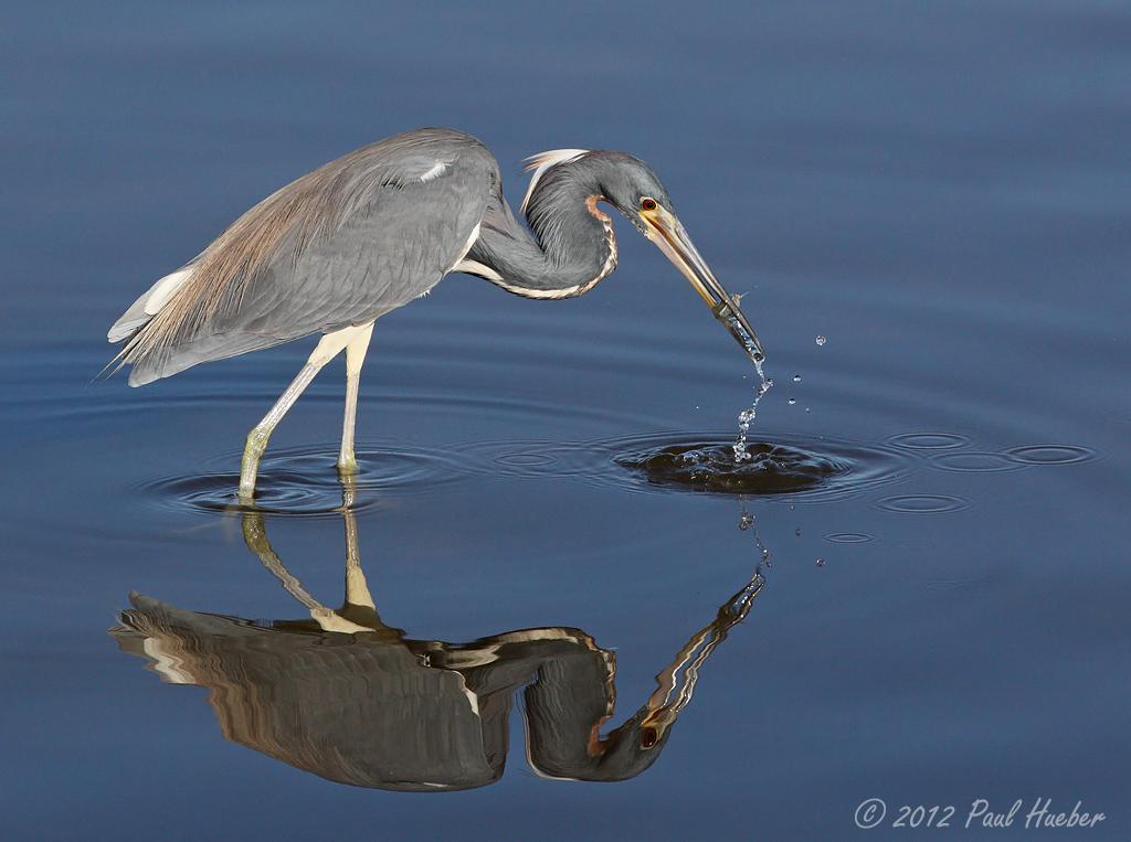 Tricolored Heron - Egretta tricolor