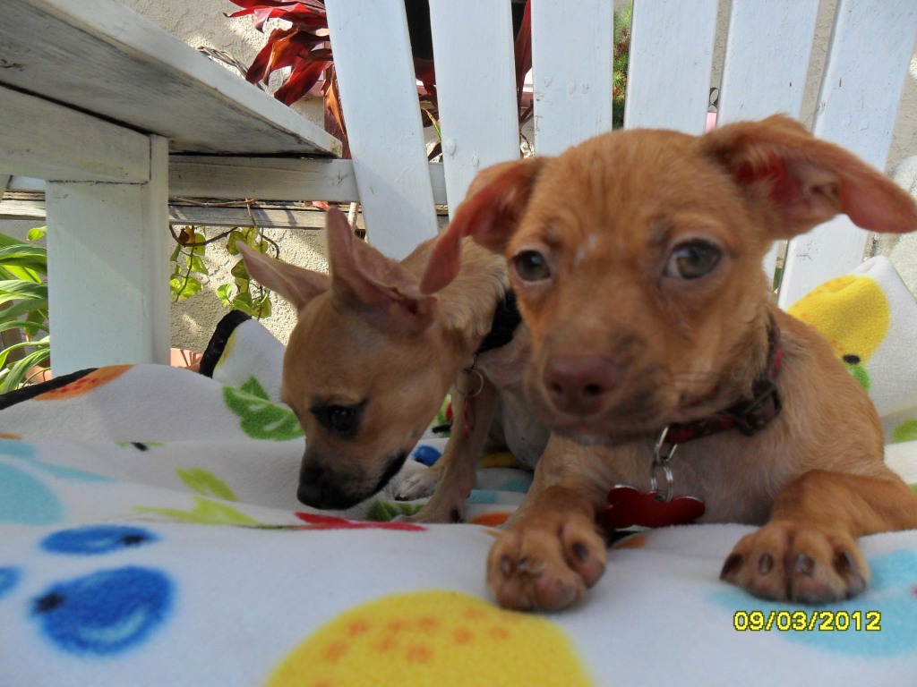SAMMY (Chug) & EDDIE (Chi-Weenie) | AVAILABLE!