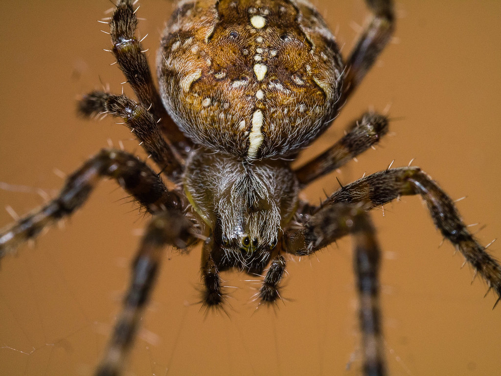Twilight Spider Pic
