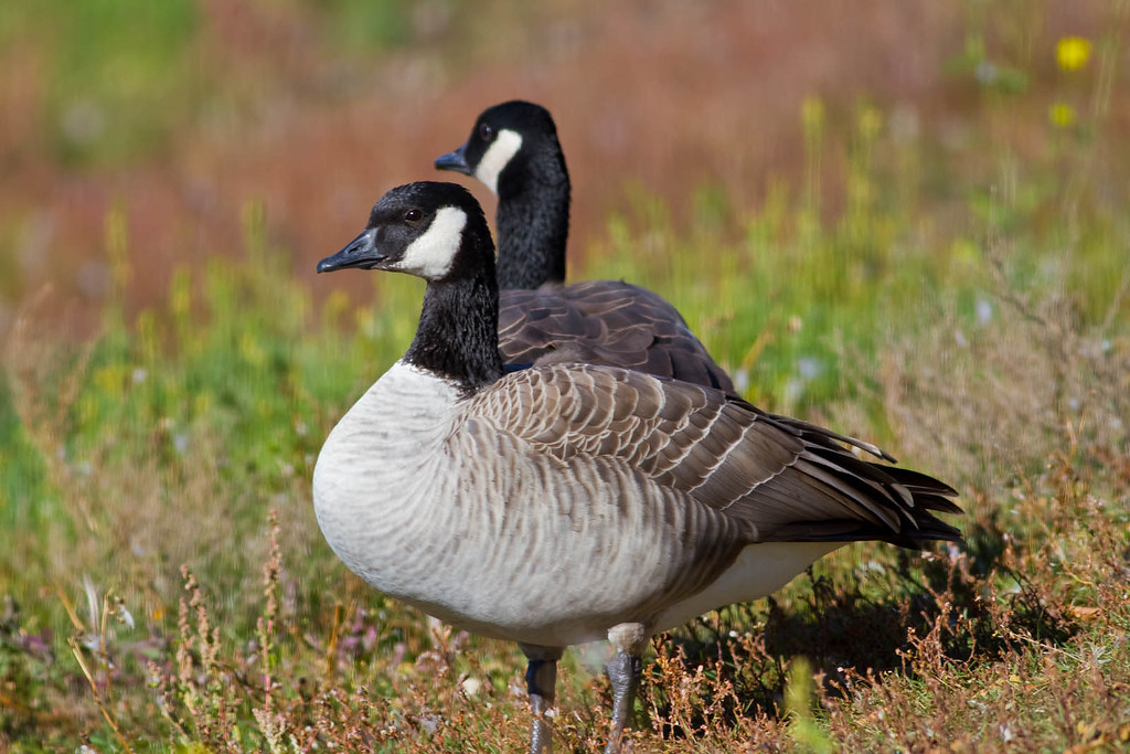 Cackling Geese (Branta hutchinsii)