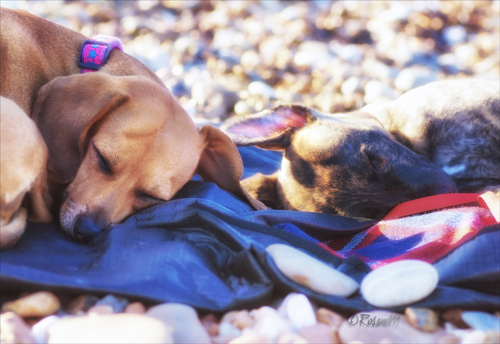Dreaming together