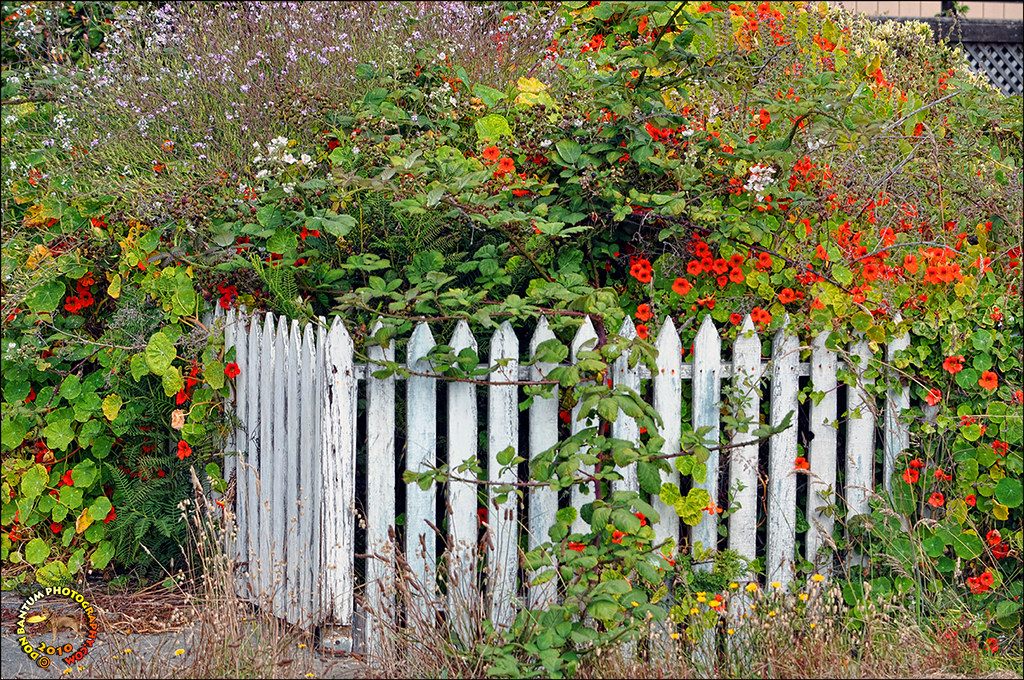 Fence_&_Flowers.02