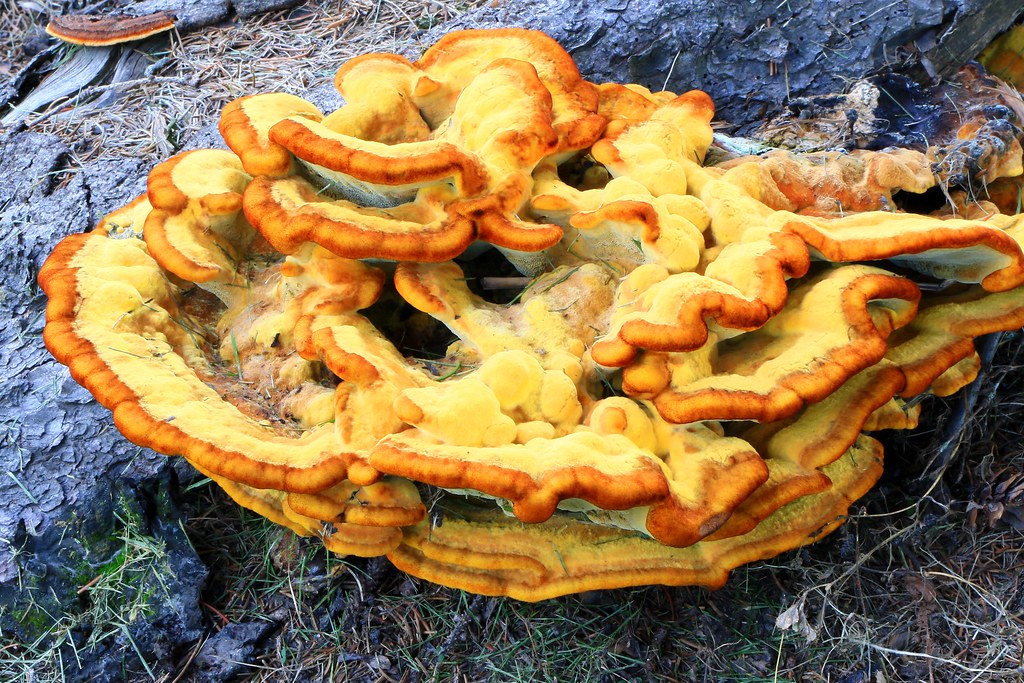 dye maker's polypore (Phaeolus schweinitzii) at Vernon Springs IA 854A9774