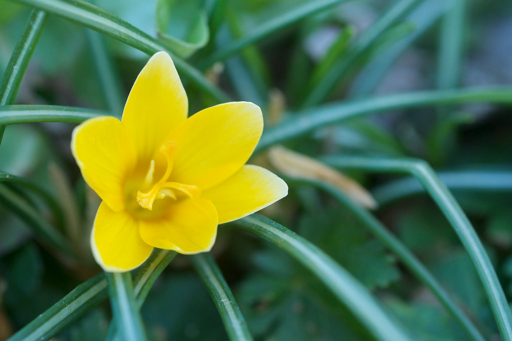 Crocus chrysanthus cultivar