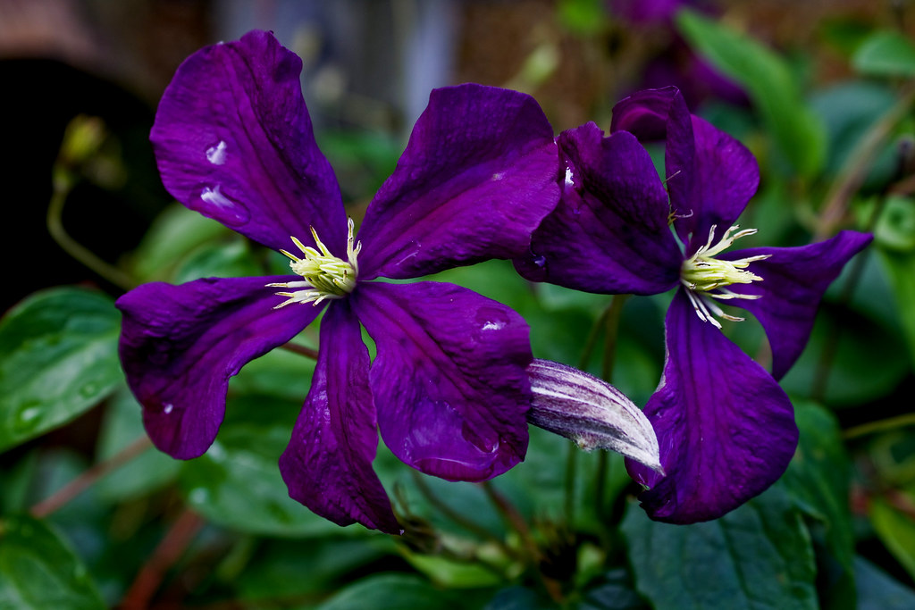 Purple Flower-001