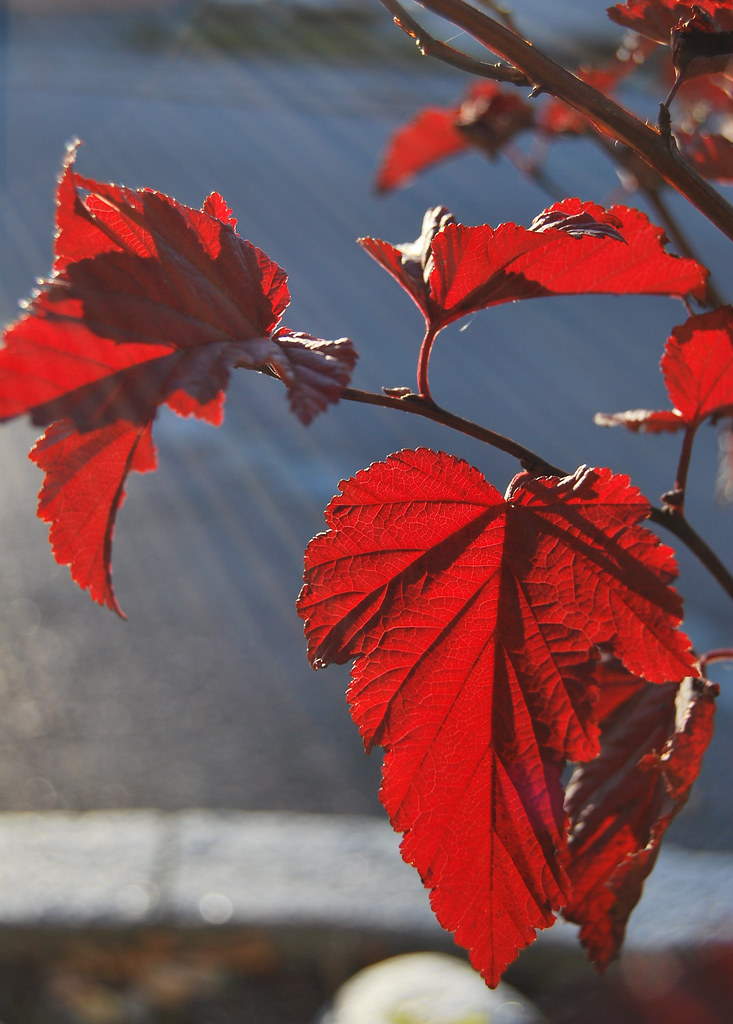 Red contrast