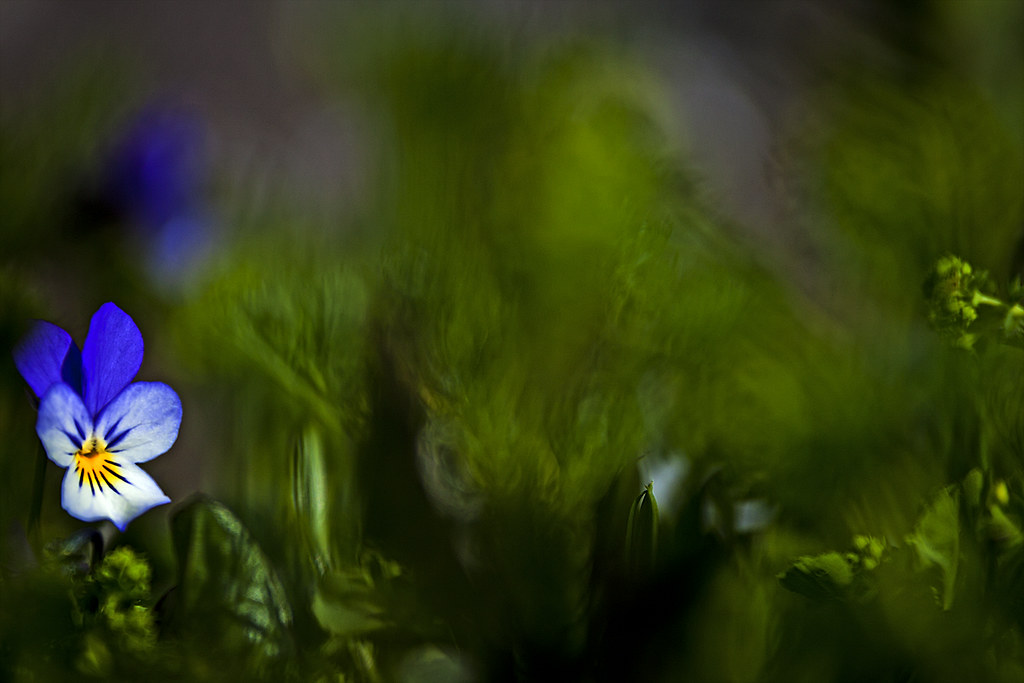 Viola tricolor