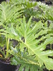 phyllodendron selloum