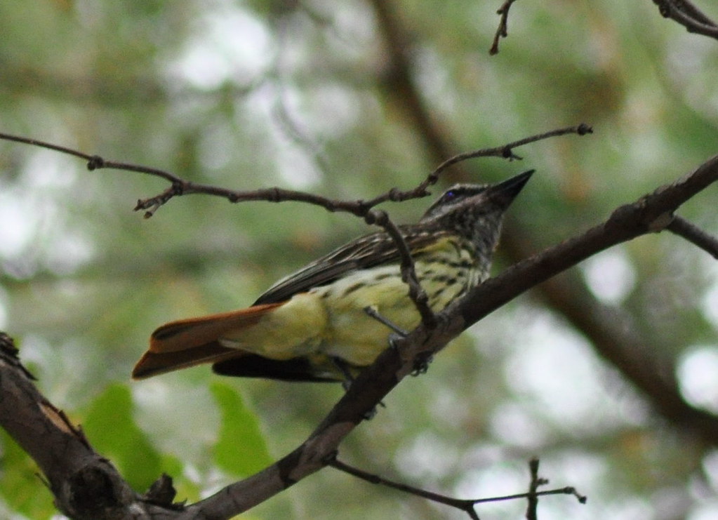 Sulphur-bellied Flycatcher (Myiodynastes luteiventris)