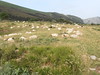 Moutons du pays Basque espagnol