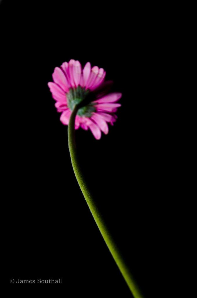 Gerbera Stem