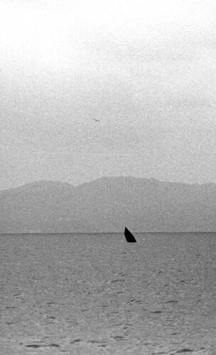 breaching minke whale