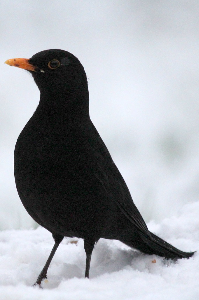 37 Blackbird