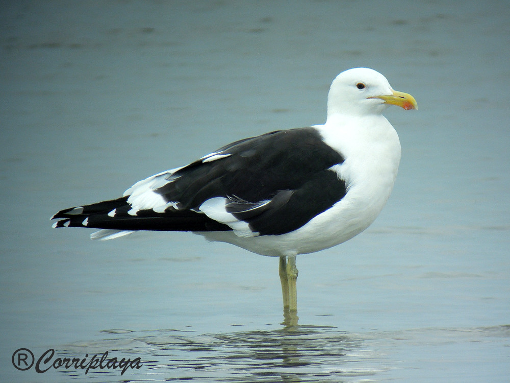 Gaviota cocinera (Larus dominicanus) Kelp Gull
