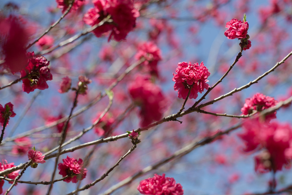 Red Plum Blossoms Closeup in Spring - Austin, Texas