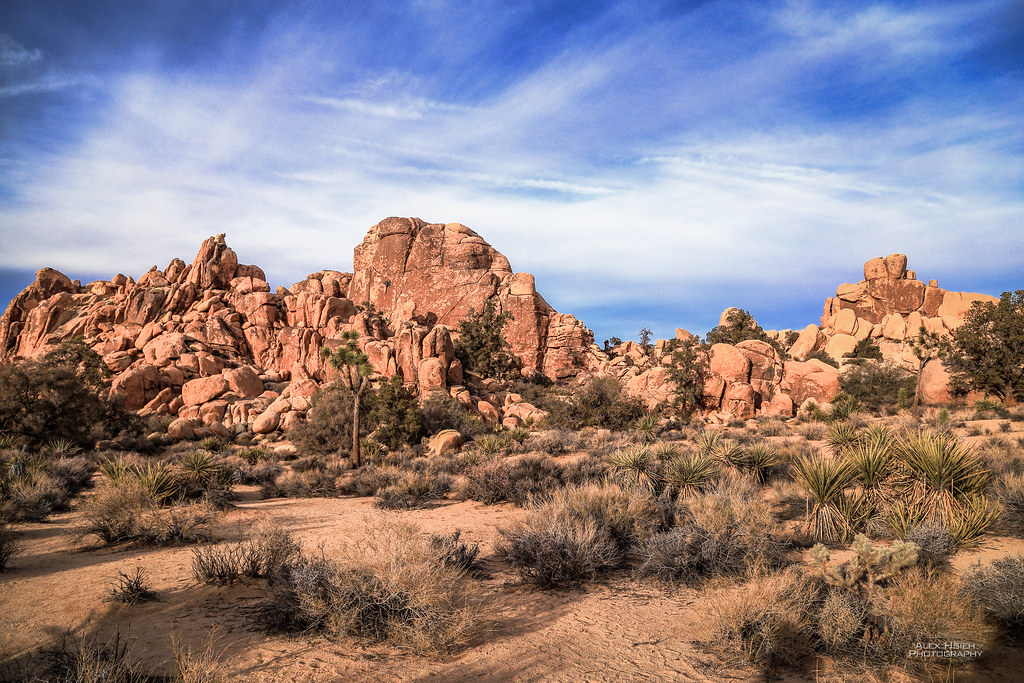 IMG_1428 Joshua Tree