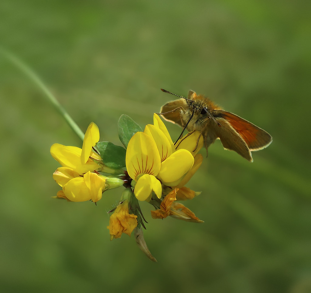 Thymelicus sylvestris