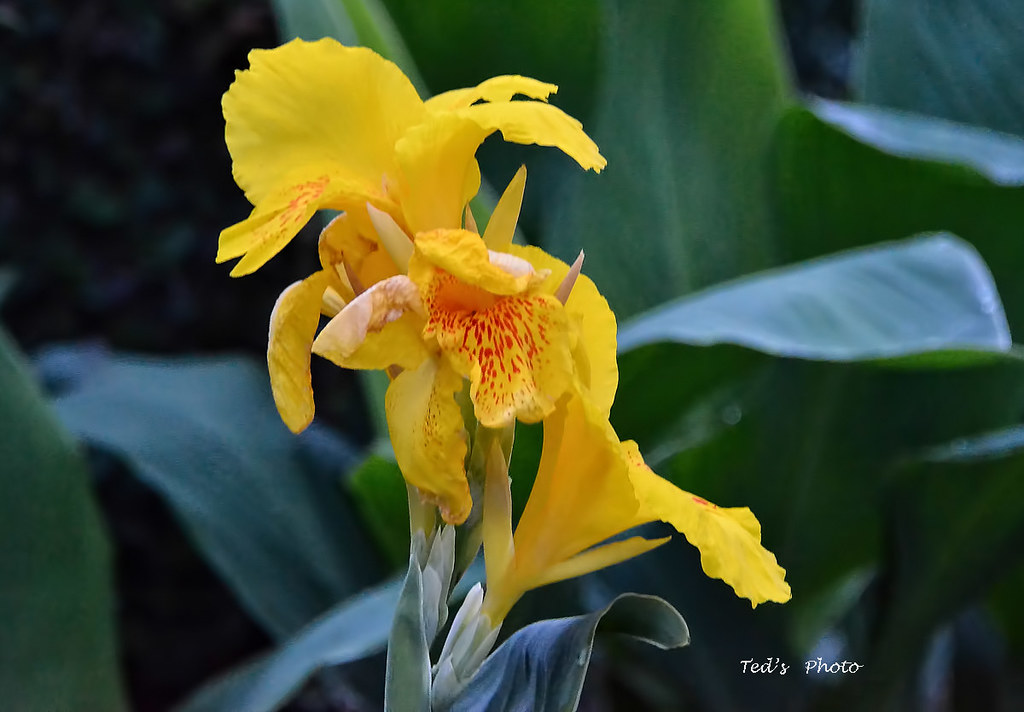 CANNA LILY