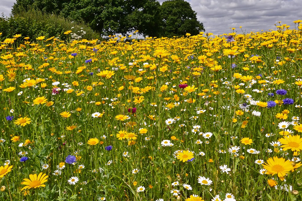 Field of flowers
