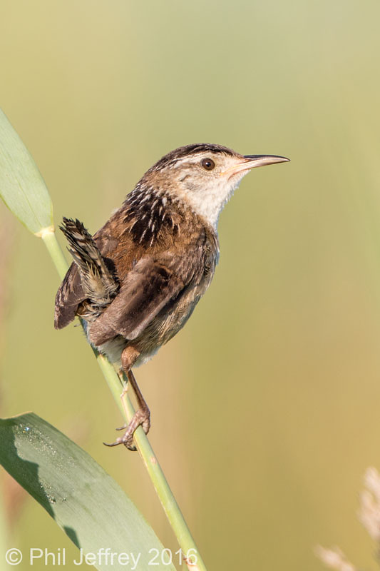 Marsh Wren