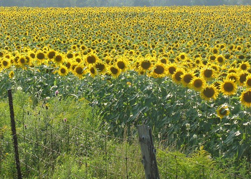 Sunflowers